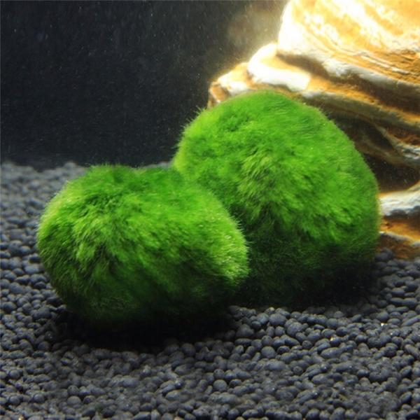 3-4cm Cladophora Live Aquarium Plant Fish Tank Shrimp Nano For Marimo Moss Balls Fish Tank Ornament
